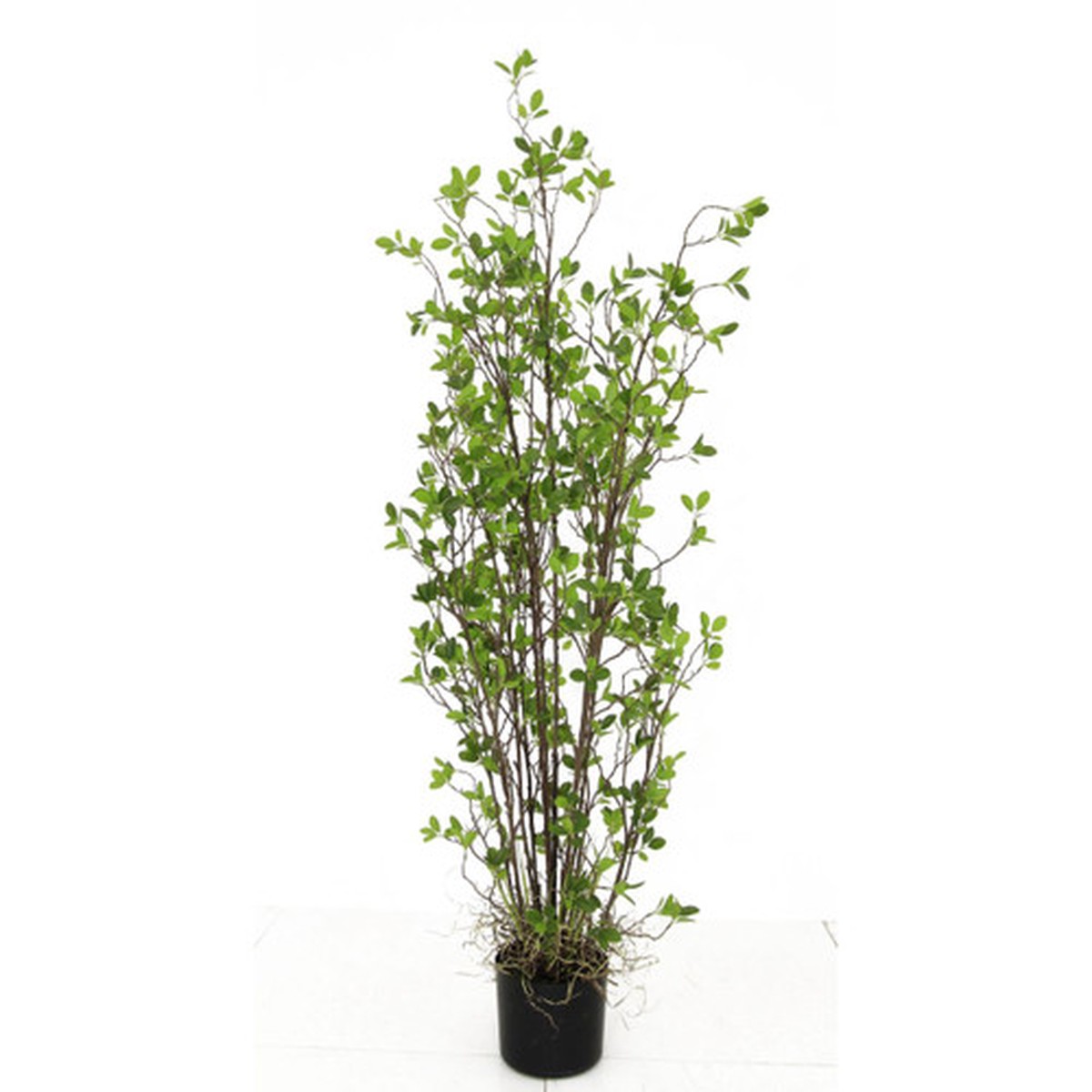60" Potted Contemporary Artificial Rubber Tree - Unlit