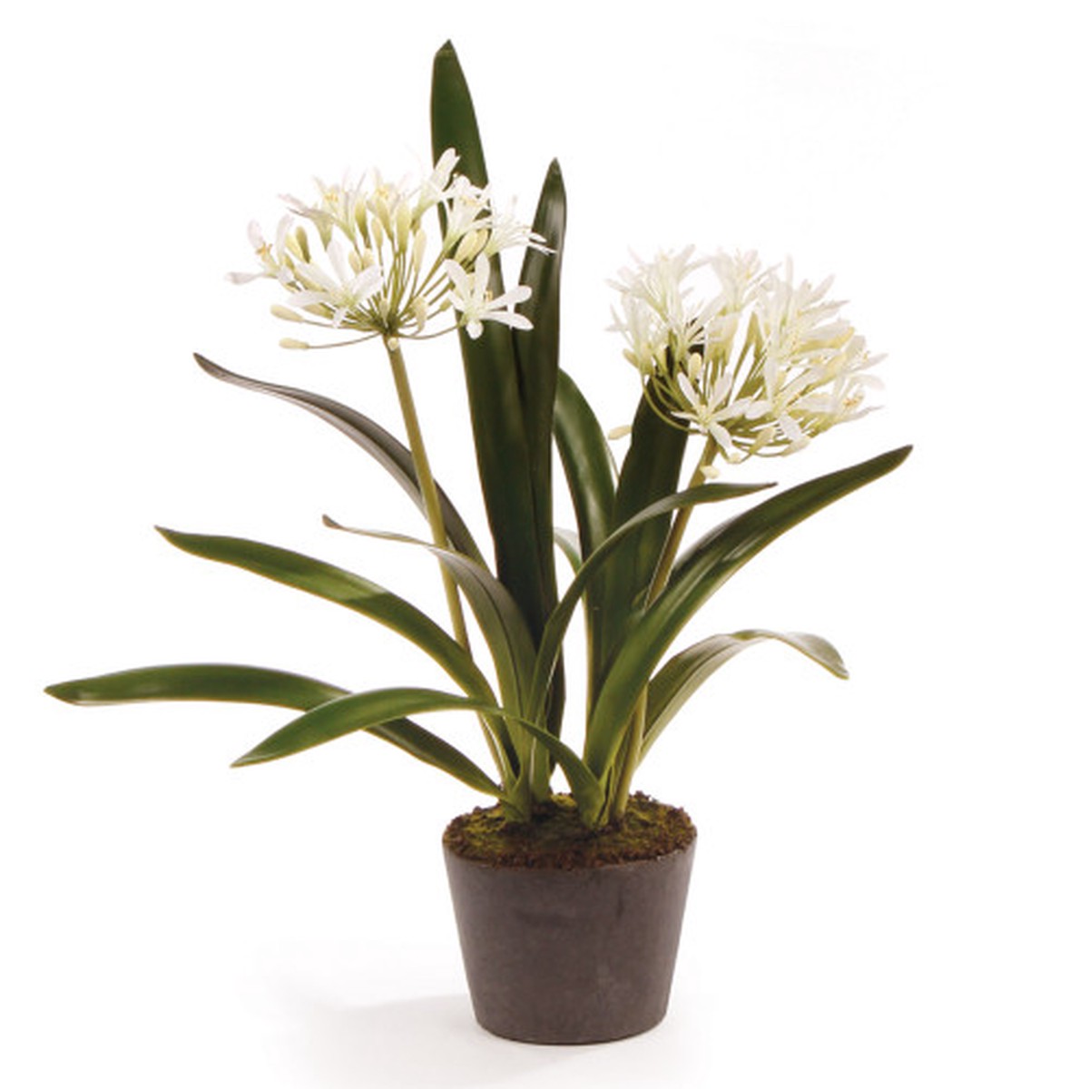 Agapanthus Floral Drop-In - 32" - White and Green
