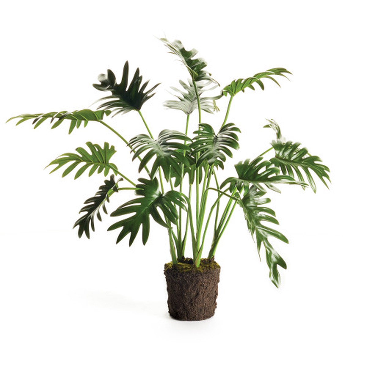 Split Leaf Selloum Drop-In - 10" - Green and Brown