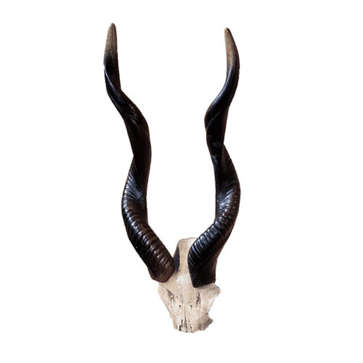 17.5″ Black and White Kudu African Wall Trophy
