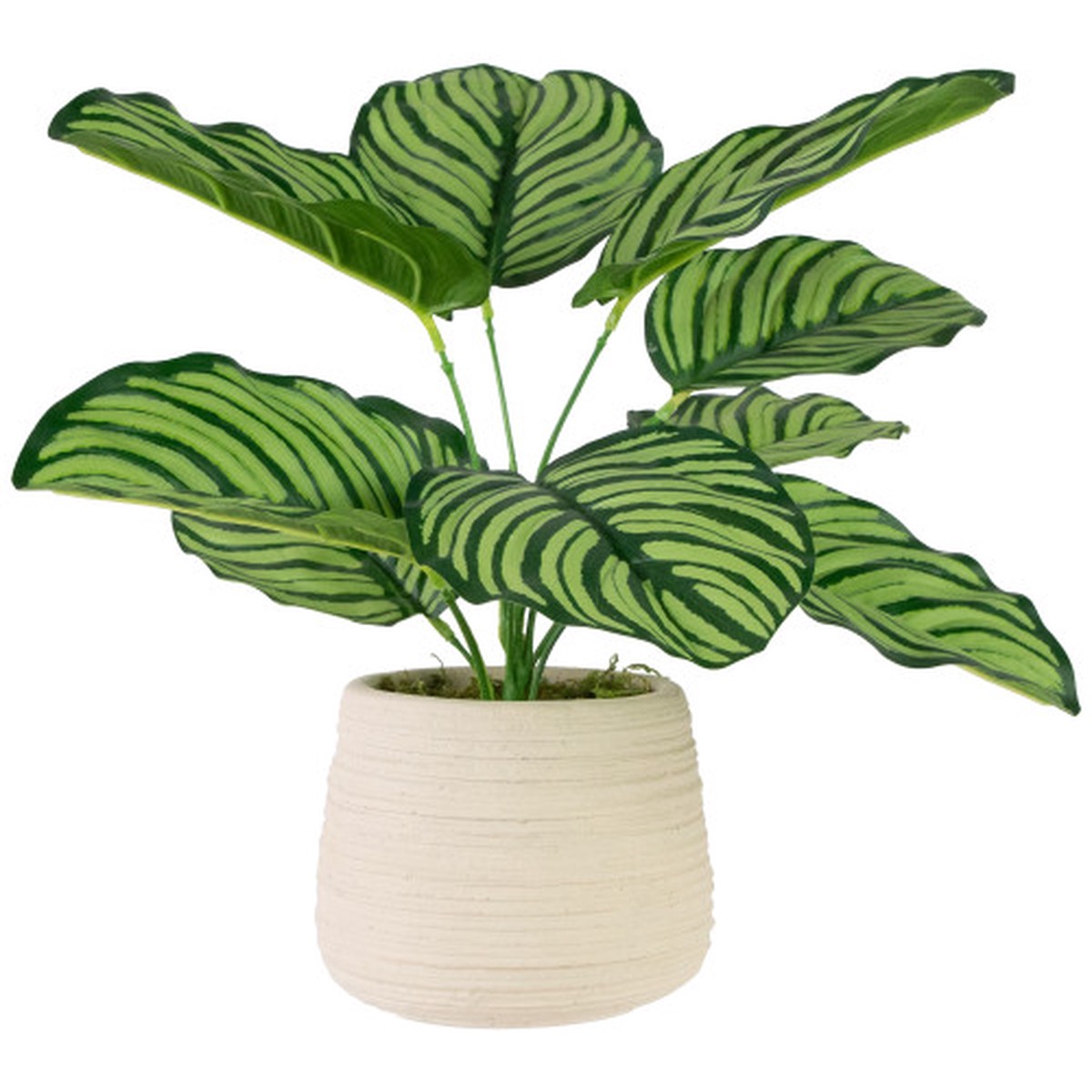 13″ Artificial Prayer Plant in Beige Ceramic Pot