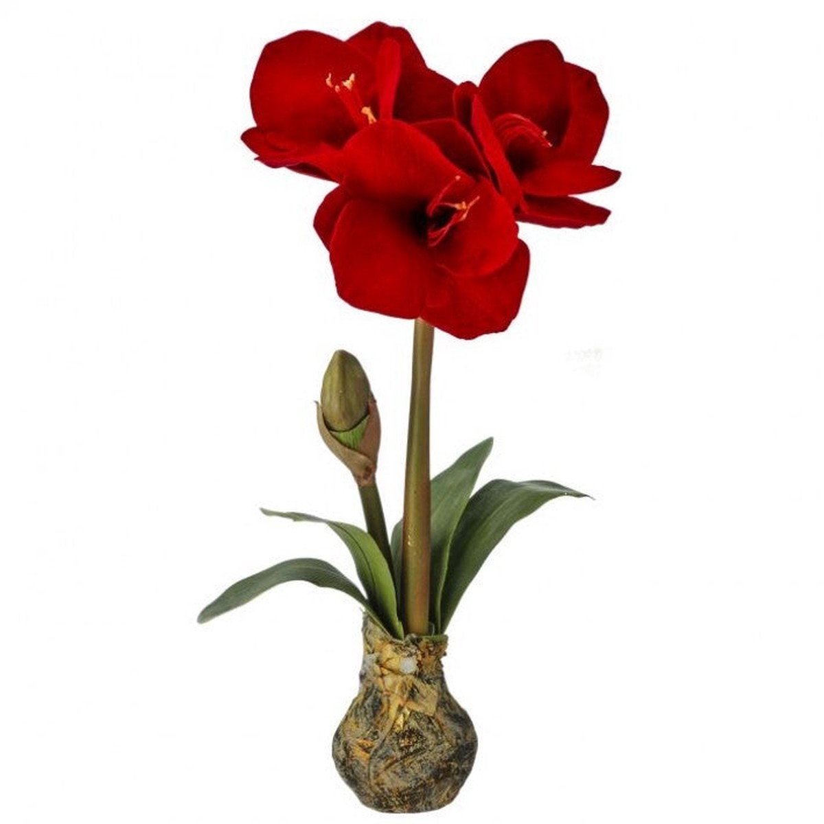 Amarylis Stem W/ Bulb, 21″