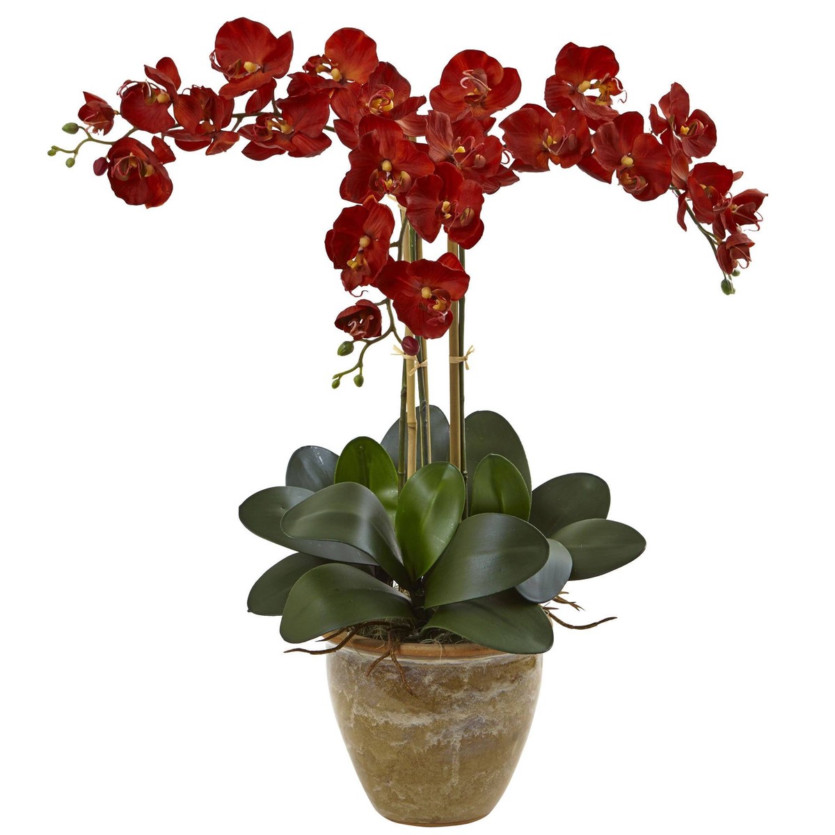 Triple Stem Phalaenopsis Arrangement Seasonal – Autumn
