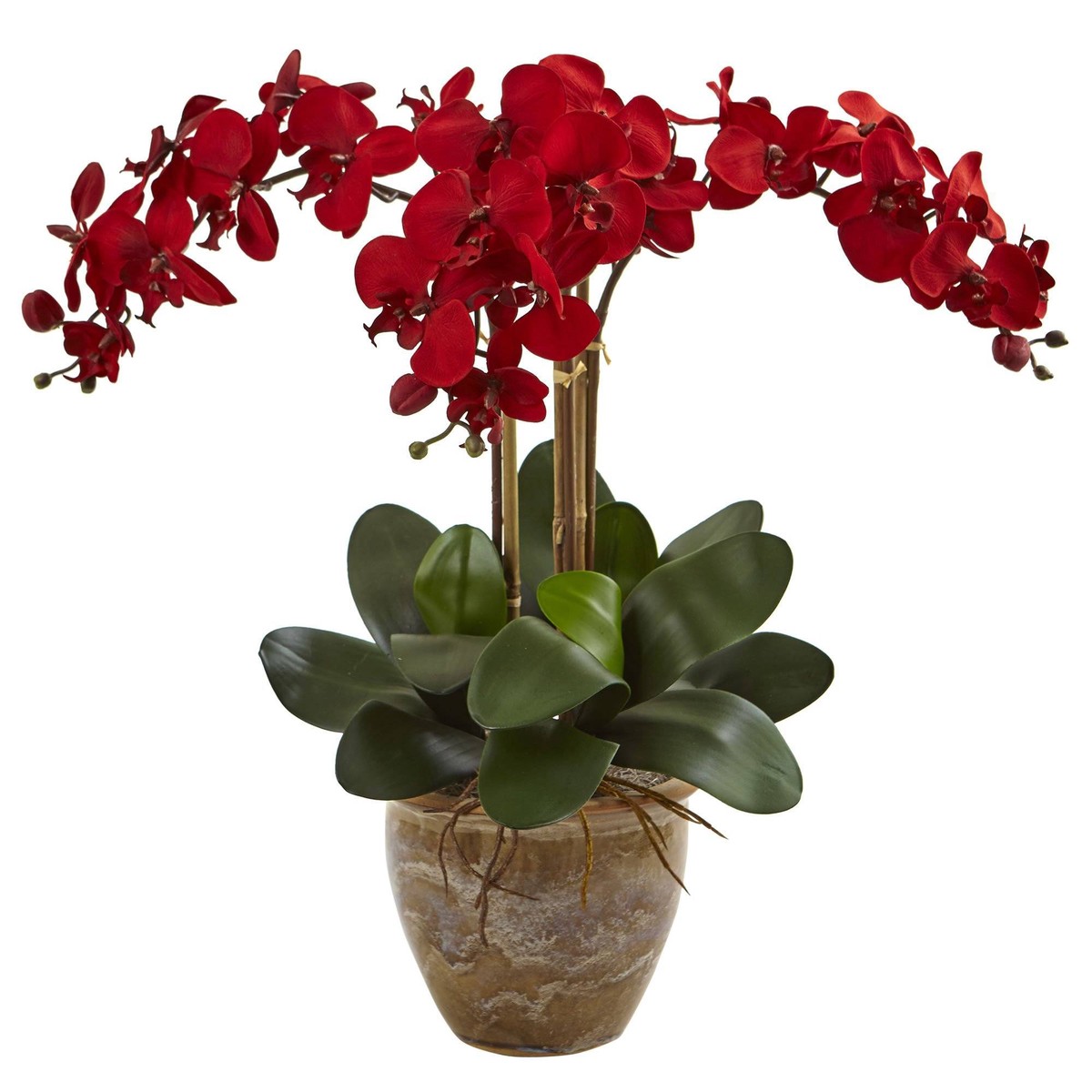 Triple Stem Phalaenopsis Arrangement Seasonal – Red