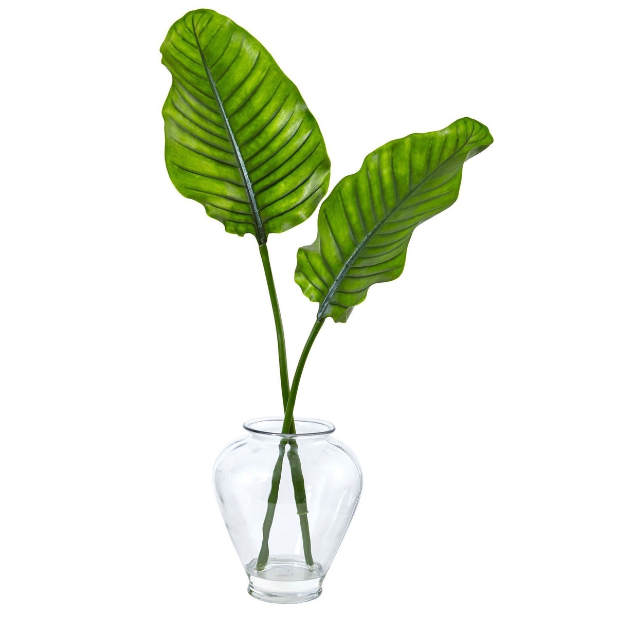 Travelers Palm in Glass Vase