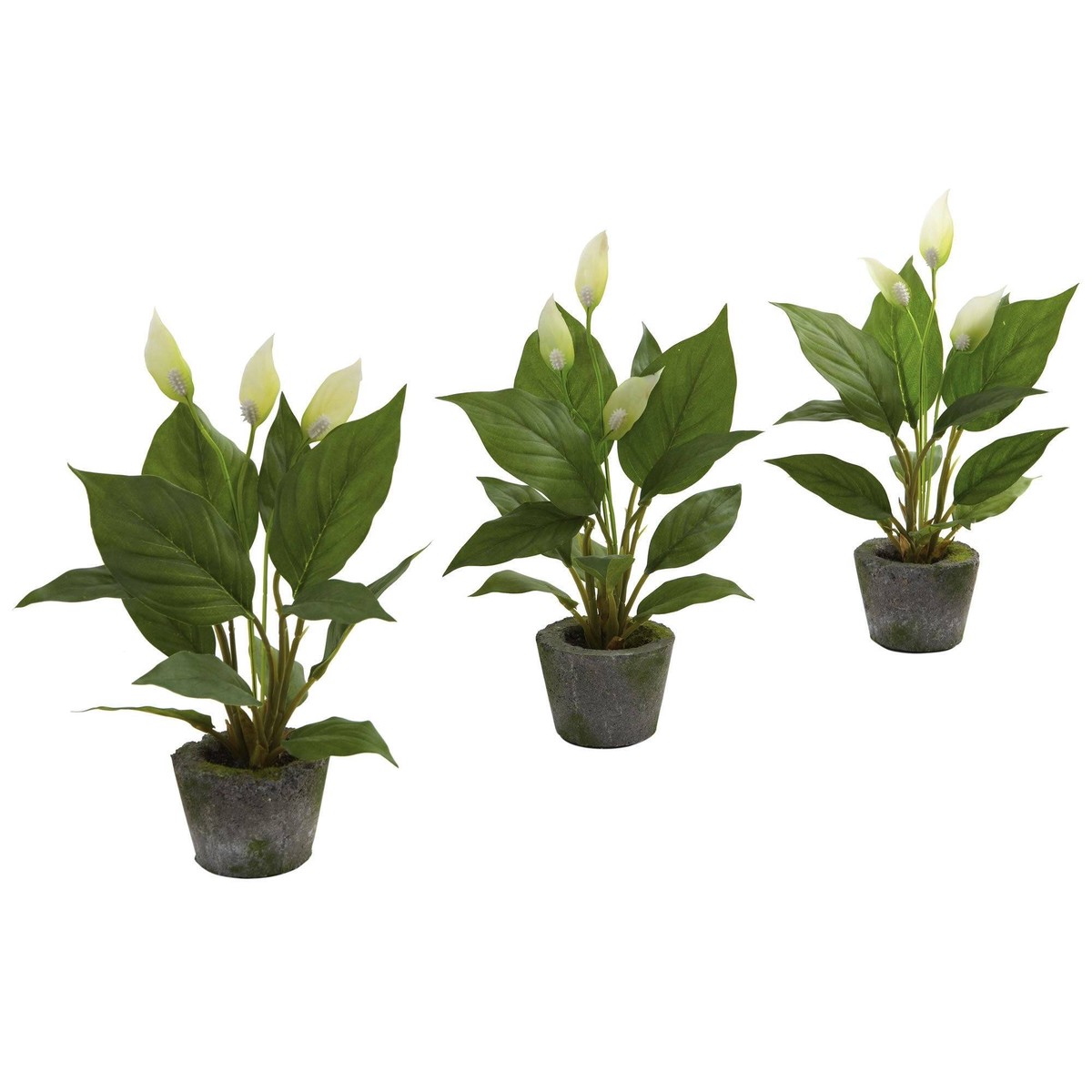 11 Spathyfillum w/Cement Planter (Set of 3)